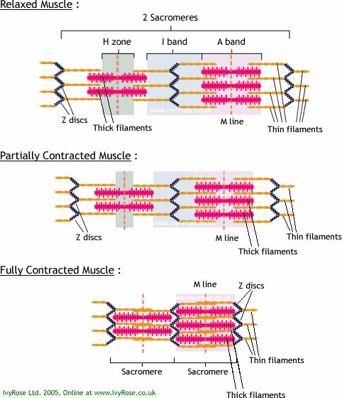 Muscular Contraction Sliding filament theory (Hanson and Huxley, 1954) These 2 investigators proposed that skeletal muscle shortens during contraction because the thick (myosin) and thin (actin)