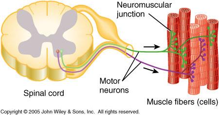 Grading of the Strength of a Muscle Contraction 1. Recruitment of motor units. An individual neuron branches to many different muscle fibers (cells).