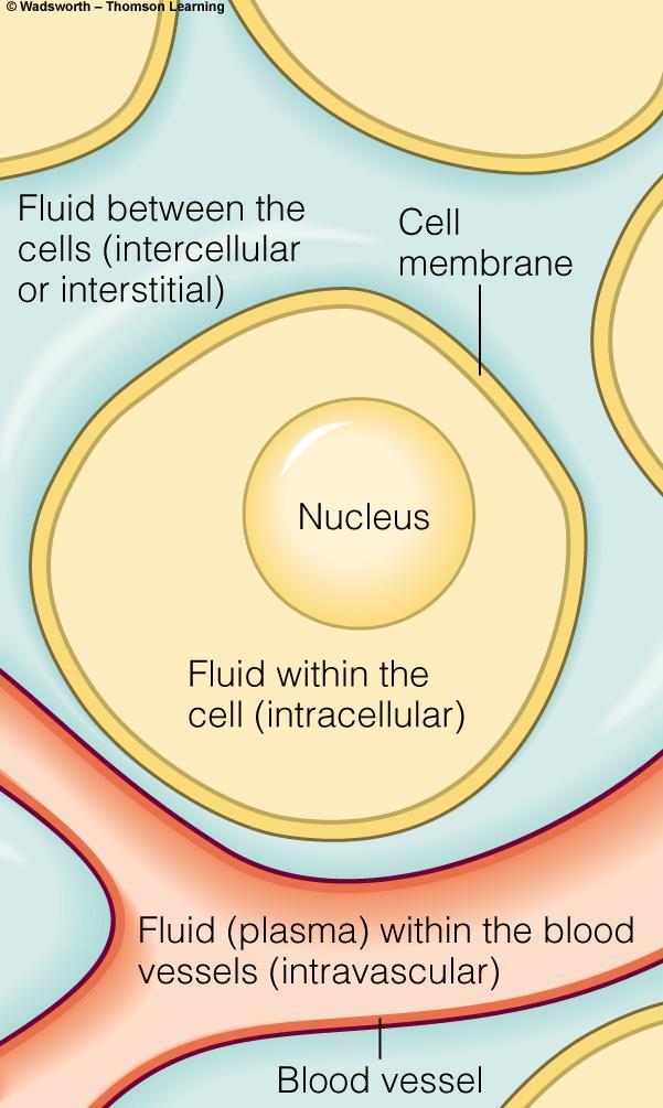 Water Balance and Recommended Intakes Cellular fluids Intracellular fluid