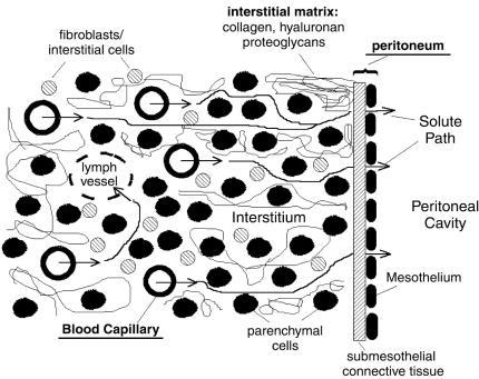 Peritoneal dialysis: ultrafiltration basics Peritoneal membrane barrier Flessner et al. Am J Physiol Renal Physiol.