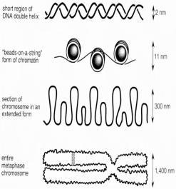 DNA strand breaks Single-strand breaks are of little biologic consequence because they are repaired readily using the opposite strand as a template Double-strand breaks are believed to be the most