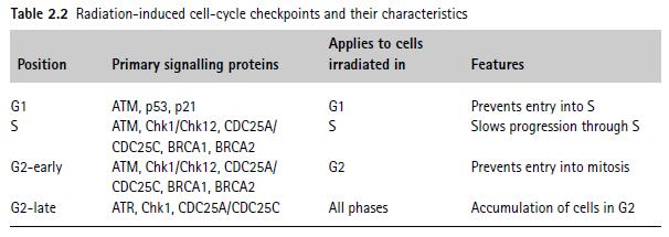 Molecular checkpoint genes DNA damage repair involves activation of a group of highly interrelated signaling pathways; two major groups: sensors and effectors As many as ~700 proteins may be involved
