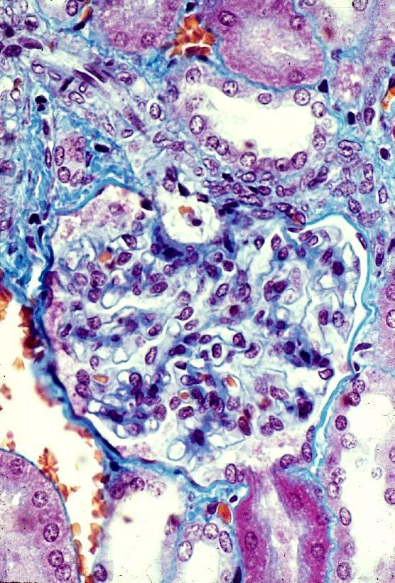 Macula densa 15-19. Renal corpuscle 7.
