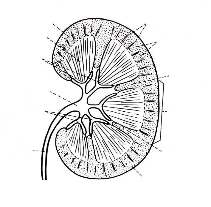 Cortex Medulla Papilla renalis Medial Lateral Medullary ray Labyrinth Columna renalis Pelvis renalis Calix