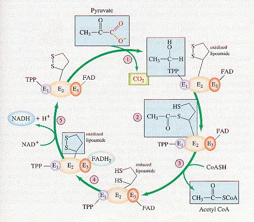 The Pyruvate Dehydrogenase (PDH) complex The PDH complex consists of 3 enzymes. They are: pyruvate dehydrogenase (E1), Dihydrolipoyl transacetylase (E2) and dihydrolipoyl dehydrogenase (E3).