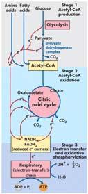 Chapter 16 Homework Assignment The following problems will be due once we finish the chapter: 1, 3, 7, 10, 16, 19, 20 Additional Problem: Write out the eight reaction steps of the Citric Acid Cycle,