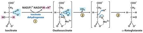 Step 3: Oxidation to α-ketoglutarate 2.5 ATP Step 5: Conversion of Succinyl-CoA to Succinate 1 ATP G = - 20.
