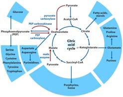 The TCA Cycle is Amphibolic The TCA cycle is an amphibolic pathway meaning is serves in both catabolic and anabolic processes This cycle also provides precursors for many biosynthetic pathways, such