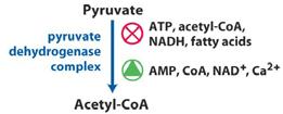 The Citric Acid Cycle - Regulation Pyruvate Dehydrogenase Acetyl-CoA and NADH are reaction products; ATP is the ultimate product (feedback inhibition) Fatty acids are good fuel alternative, and