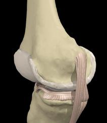The primary function of the articular cartilage is to provide a smooth gliding surface for joint motion.
