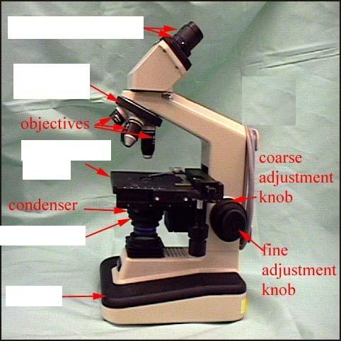 Rules for Microscope Use Low power objective should be in position both at the beginning and end of lab Do not leave slides on microscope when storing it Use only lens paper for cleaning lenses (ask