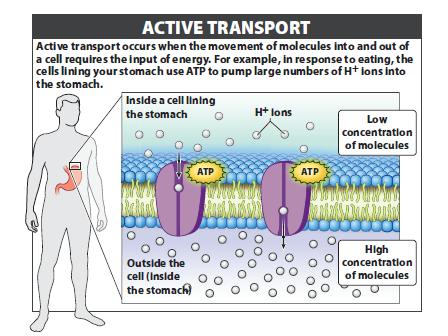 Which of the following is a difference between active transport and facilitated diffusion?