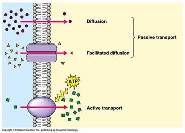 B) Facilitated diffusion involves transport proteins and active transport does not.