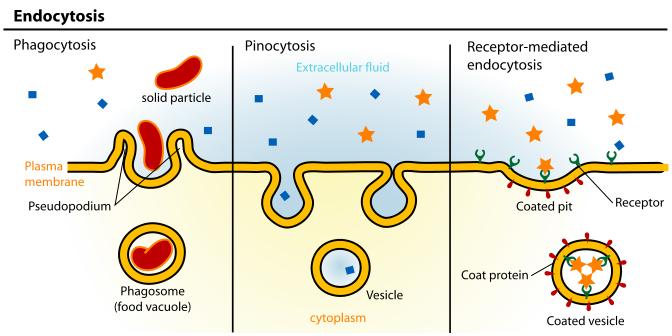 eating Phagocytosis cellular eating an entire cell is engulfed example: amoeba or white blood cell