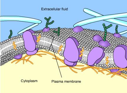 The extracellular fluid and cytoplasm are solutions Solution: is a