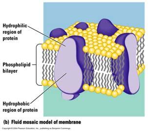 A membrane is a fluid mosaic of phospholipids and proteins