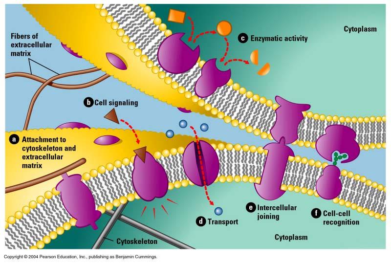 cell membrane of a RBC has 50 different kinds of proteins