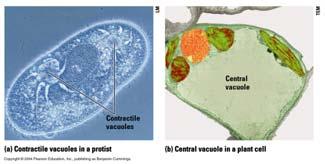 ..rough ER cell membrane Substances in the cell are packaged or transported in membrane sacs Vesicles: transports products inside and out of the cell Central vacuole (only in plant cells): stores