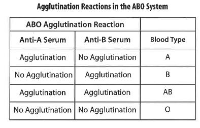 How to determine blood type from your data: Agglutination = clumping.
