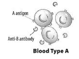 antigens, there is a third antigen