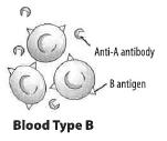is Rh positive (+) if the antigen is