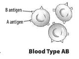 antigen is not present.