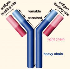 The Specific B Cell Receptor: An Immunoglobulin Molecule Epitope: portion of antigen that binds antibody.