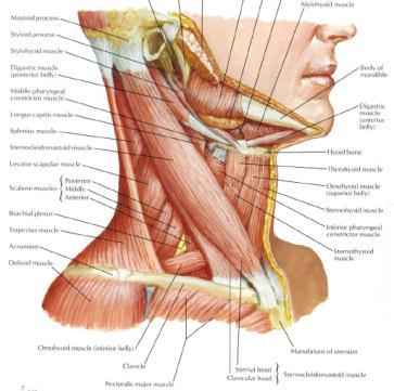 Cervical Anterior Superficial Sternocleidomasteoid (SCM) Scalenes Sternocleidomastoid Origin Insertion Innervation Action Sternal head: