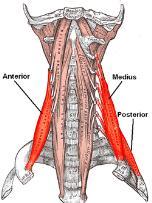 Insertion Innervation Action Ant.