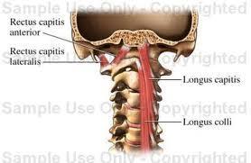 Cervical Anterior Deep Longus colli = flexes neck Longus capitis = flexes head Rectus capitis anterior = flexes head Rectus capitis lateralis = laterally bends head