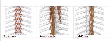 Trunk: Posterior: Deep: Transverse Spinal Muscle Group 3 muscles make up the Transverse Spinal Group They attach from transverse to spinous process Action = extension and rotation to the opposite