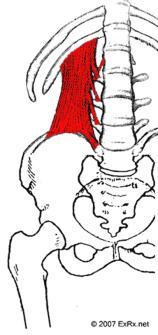 Lippert, p226-227 Quadratus Lumborum Reversal of Muscle