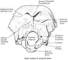 Osteology cont Occipital Bone: