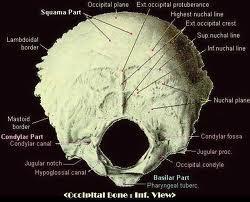 Osteology continued Parts of a