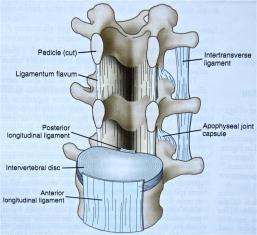 Supporting Structures cont Posterior longitudinal ligament Attaches to the bodies of the vertebrae on the posterior
