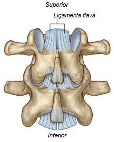 sacrum posteriorly along the tips of the spinous processes Interspinous ligament Attaches successive spinous processes