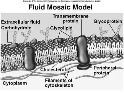 Membranes and Cell Transport All cells are surrounded by a plasma membrane. Eukaryotic cells also contain internal membranes and membranebound organelles.