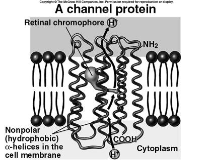 Objective 4d Objective 4d Two types of transport proteins can help ions and large polar molecules diffuse through cell membranes: Channel proteins provide a narrow channel for substance to pass