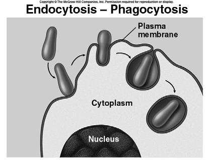 Objective # 6 Explain what bulk transport is, and describe the following methods of bulk transport: a) Endocytosis including phagocytosis and pinocytosis b) exocytosis Objective 6 Bulk transport