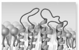 Objective 13 2) Transmembrane proteins or Integral membrane proteins globular proteins that run through both layers