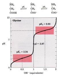 Gly Titration (R group -H) Similar to the titration of a monoprotic acid; Isoelectric point (pi) where net charge = 0; thus, no