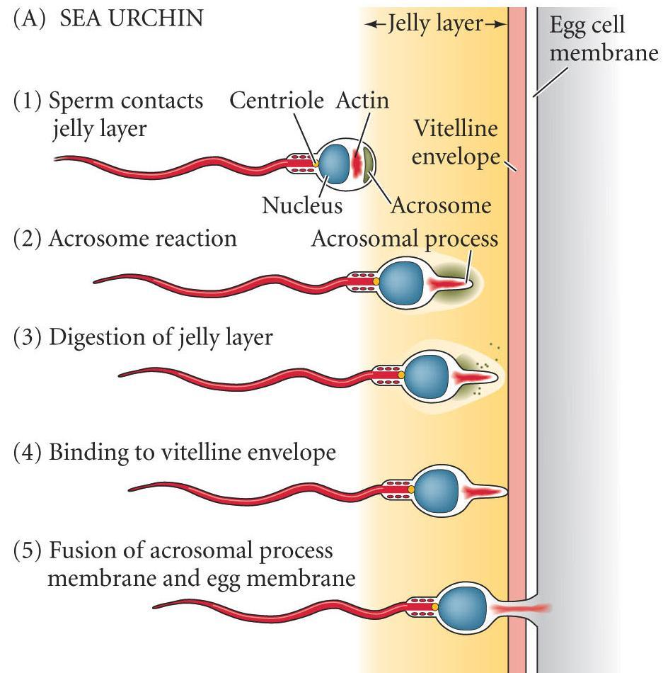 Sea Urchin Acrosome Reaction Egg jelly stimulates the sperm acrosome reaction Acrosome reaction: fusion of acrosome and cell membranes - releases acrosome contents Ionic changes stimulate actin