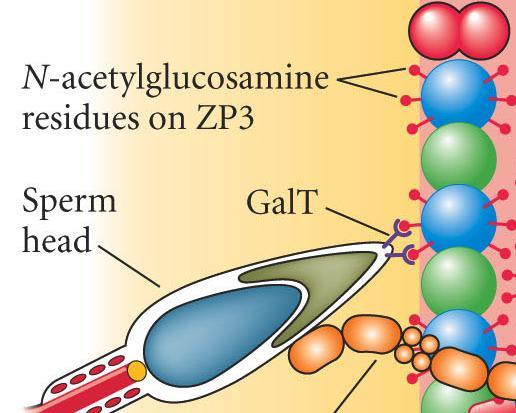 Acrosome Reaction - Mouse Sperm Acrosome reaction induced when ZP3 crosslinks sperm membrane receptors.