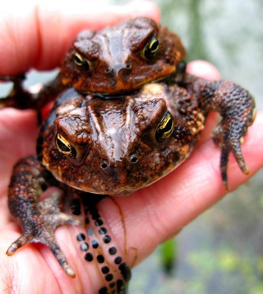 During sexual reproduction in toads, the male grasps the female from behind and externally fertilizes the eggs as they are deposited.