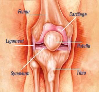 Your Knee Joint Femur thigh bone Cartilage tissue between bones that provides cushioning Patella knee cap Tibia shin