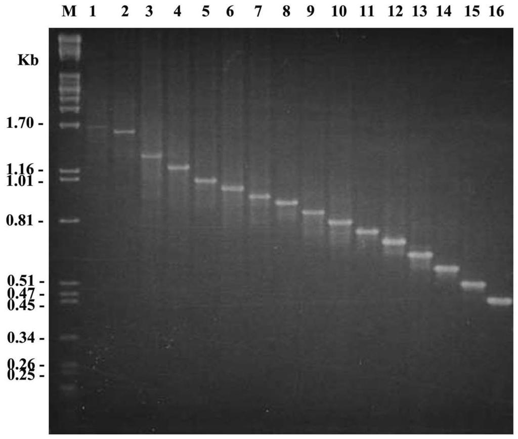 5038 SMITTIPAT ET AL. J. CLIN. MICROBIOL. FIG. 1. PCR products of various clinical isolates using primers that amplify VNTR3820.