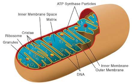 THE MITOCHONDRIA Mitochondria help to maintain proper concentration of calcium ions within the various compartments of the cell. Mitochondria store calcium.