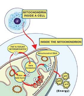 Mitochondria also play an intimate role in most of the cell s major metabolic pathways that build, break down, or recycle its molecular building blocks.