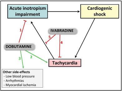 prevent tachycardia induced by dobutamine F.