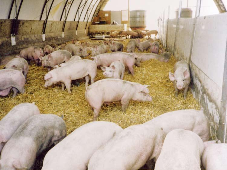 2 3 Disease description Most PCVAD affect pigs in the early finisher phase.